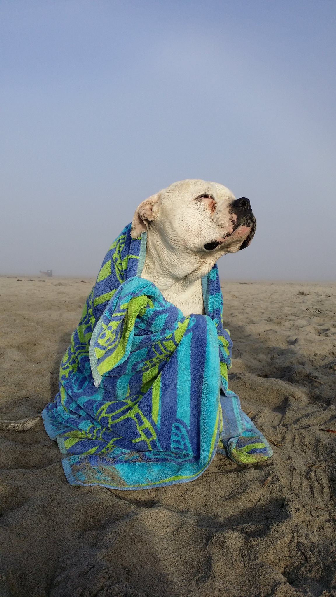 Josephine enjoys the breeze after playing on the beach. (Sonya Timko)