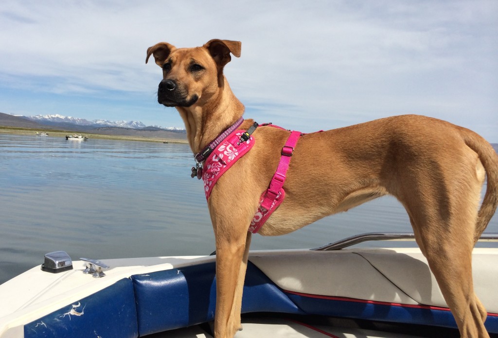Sasha on a boat