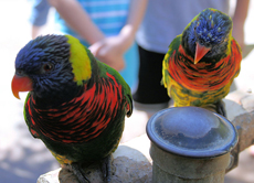 Lorikeet