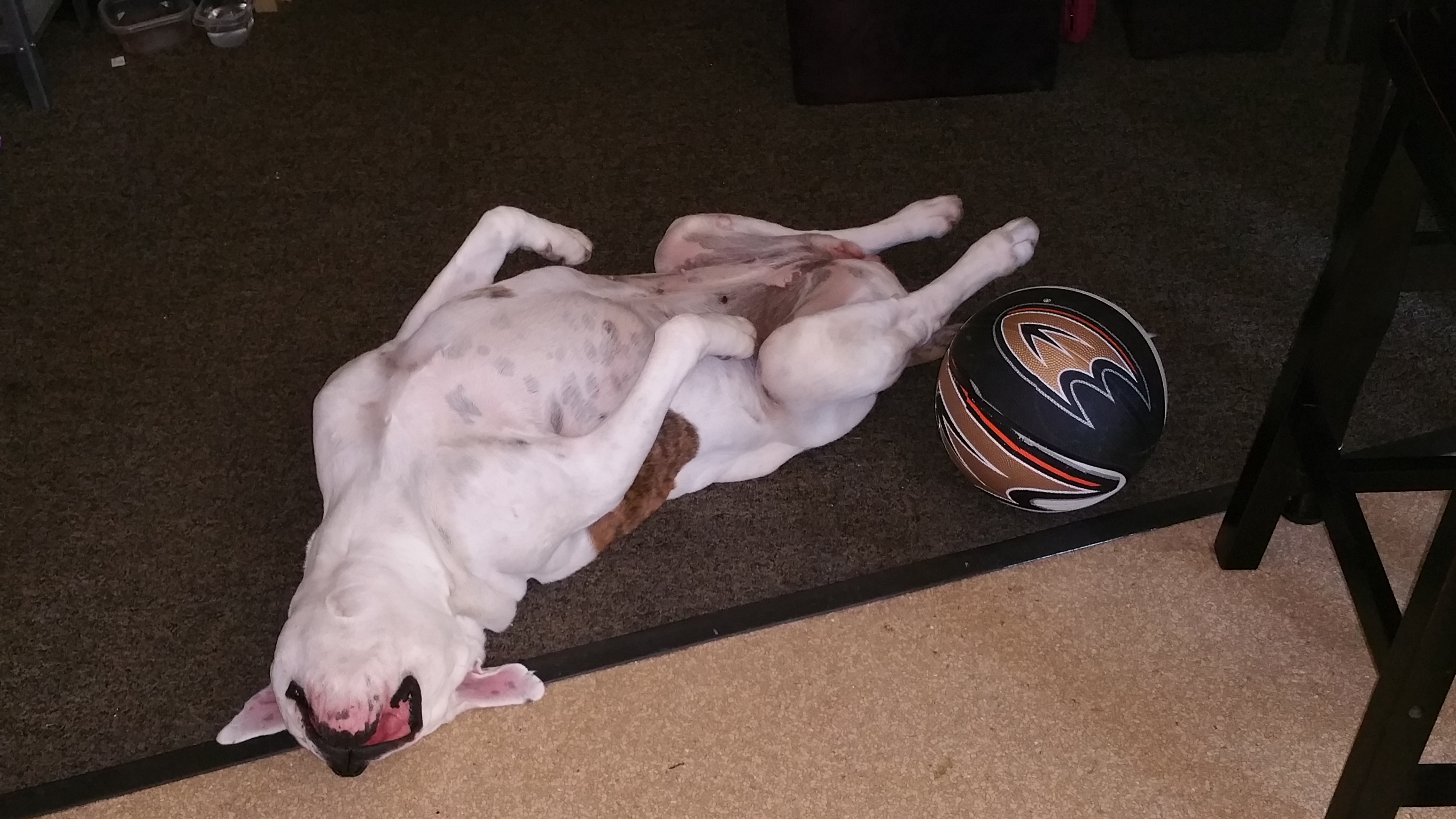 Silly Josephine naps after playing ball! (Sonya Timko)