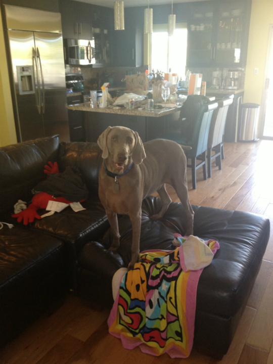 20 of 26, Bleu the dog standing on the couch.